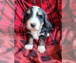Small Photo #4 Bernedoodle Puppy For Sale in NASHVILLE, TN, USA