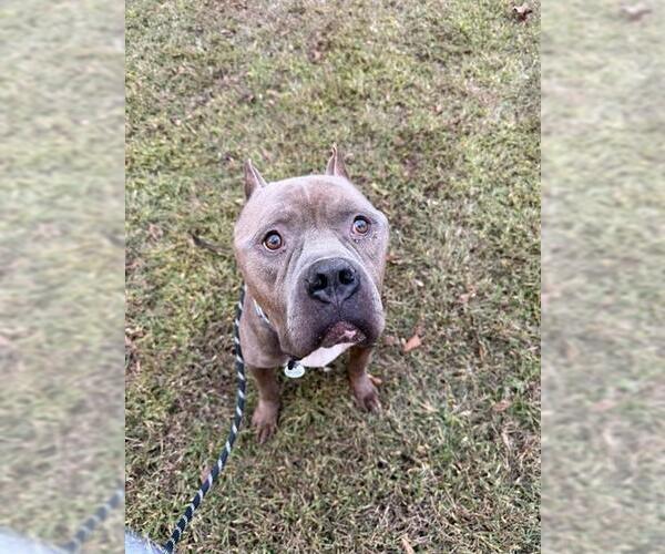 Medium Photo #2 Mutt Puppy For Sale in Forestville, MD, USA