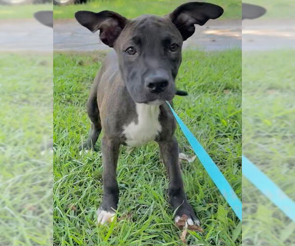 Medium Photo #11 Bulldog-Unknown Mix Puppy For Sale in Tarrytown, GA, USA
