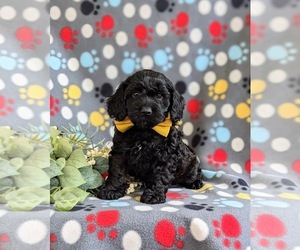 Cock-A-Poo Puppy for sale in NOTTINGHAM, PA, USA