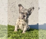 Small #20 French Bulldog