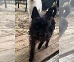 Small #5 Cairn Terrier Mix