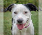 Small American Staffordshire Terrier-English Springer Spaniel Mix