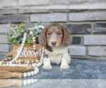 Puppy Damon Dachshund