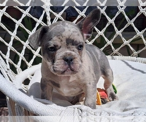 Bulldog Puppy for sale in CLINTON, NJ, USA