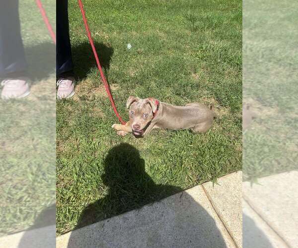 Medium Photo #11 American Pit Bull Terrier-Unknown Mix Puppy For Sale in New York, NY, USA