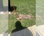 Small #10 American Pit Bull Terrier Mix