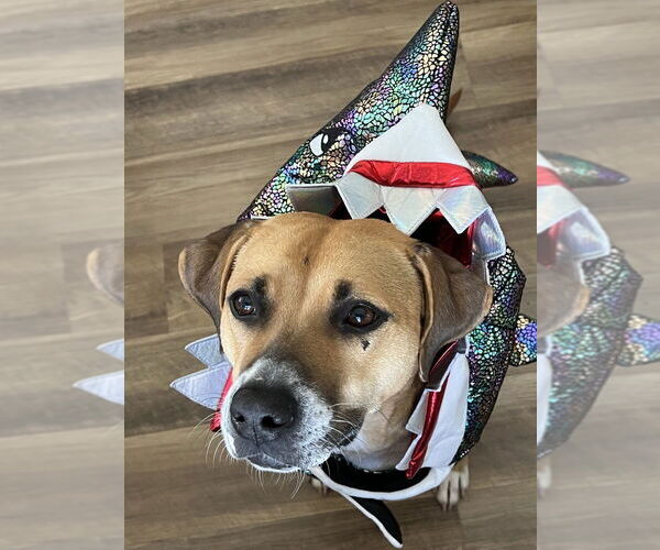 Medium Photo #7 Labrador Retriever-Unknown Mix Puppy For Sale in Boston, MA, USA