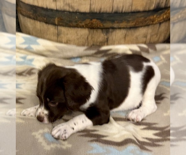 Medium Photo #5 Brittany Puppy For Sale in ORRUM, NC, USA