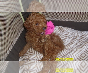 Poodle (Toy) Puppy for sale in DULUTH, GA, USA