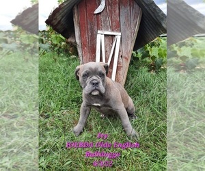 Olde English Bulldogge Puppy for Sale in SHIPSHEWANA, Indiana USA