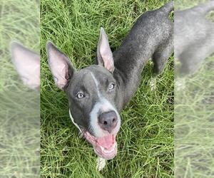 American Staffordshire Terrier-Unknown Mix Dogs for adoption in Ocala, FL, USA