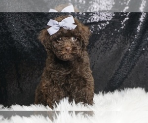 Poodle (Miniature) Puppy for sale in WARSAW, IN, USA