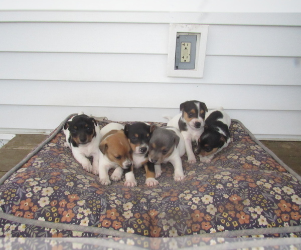 Medium Photo #1 Rat Terrier Puppy For Sale in HILLSBORO, WI, USA