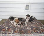 Small Rat Terrier