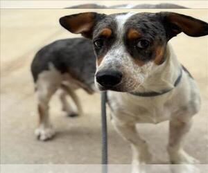 Cardigan Welsh Corgi-Unknown Mix Dogs for adoption in Texas City, TX, USA