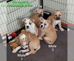 American Bully Puppy for sale in TRAVERSE CITY, MI, USA