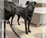 Small #2 Labrador Retriever Mix