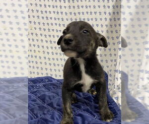 German Shepherd Dog-Unknown Mix Dogs for adoption in Modesto, CA, USA