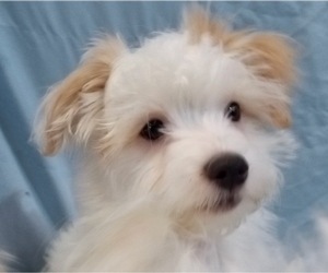 Havanese Puppy for sale in FENTON, MO, USA