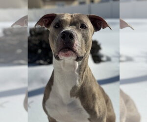 Josie - Female American Pit Bull Terrier-Unknown Mix Dog for Adoption - Photo #5