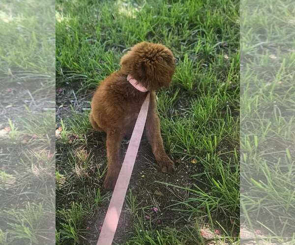 Medium Photo #8 Mutt Puppy For Sale in Wakefield, RI, USA