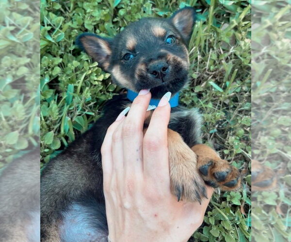 Medium Photo #2 German Shepherd Dog-Unknown Mix Puppy For Sale in Brewster, NY, USA