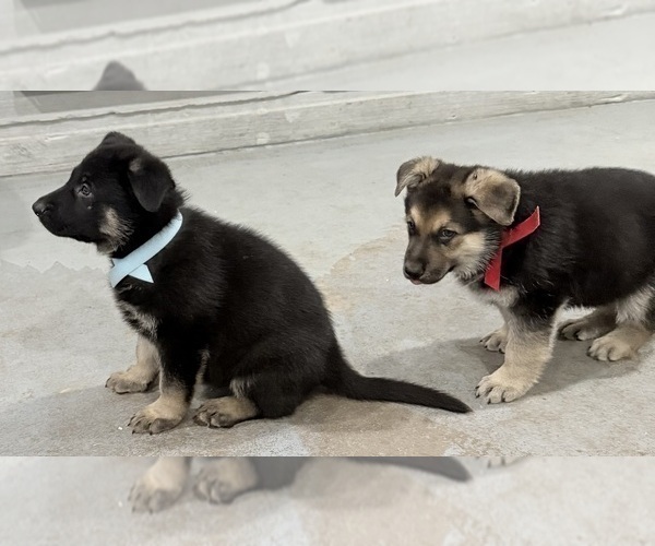 Medium Photo #7 German Shepherd Dog Puppy For Sale in BRIGHTON, CO, USA