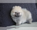 Small Photo #8 Pomeranian Puppy For Sale in HOUSTON, TX, USA