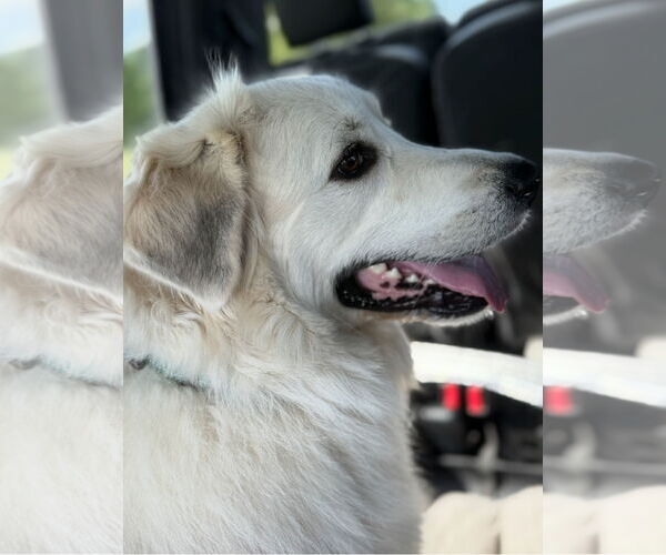 Medium Photo #1 Labrenees Puppy For Sale in Rockaway, NJ, USA