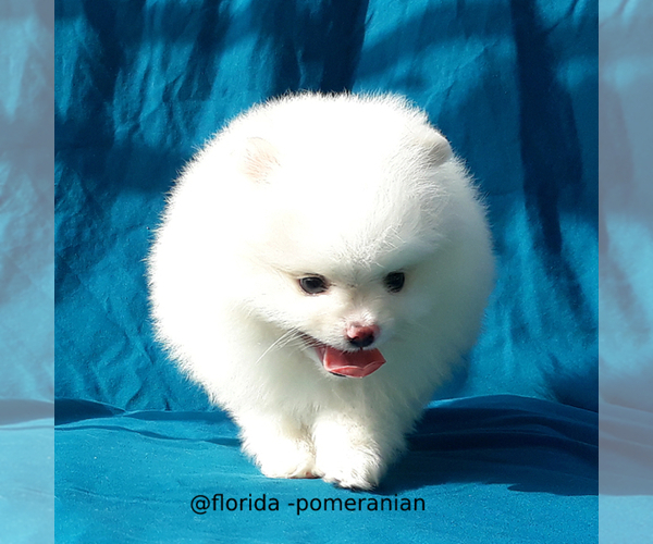 Medium Photo #3 Pomeranian Puppy For Sale in PALM BCH GDNS, FL, USA
