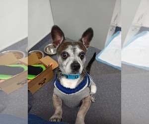 Chihuahua-Unknown Mix Dogs for adoption in Visalia, CA, USA