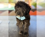 Small Photo #33 Aussiedoodle Miniature  Puppy For Sale in MENIFEE, CA, USA