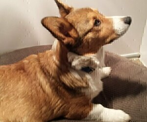Father of the Pembroke Welsh Corgi puppies born on 08/13/2019