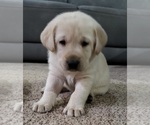 Small #13 Labrador Retriever