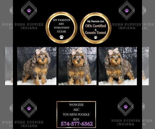 Medium Photo #2 Poodle (Toy) Puppy For Sale in WARSAW, IN, USA