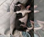 Small #5 Bull Terrier