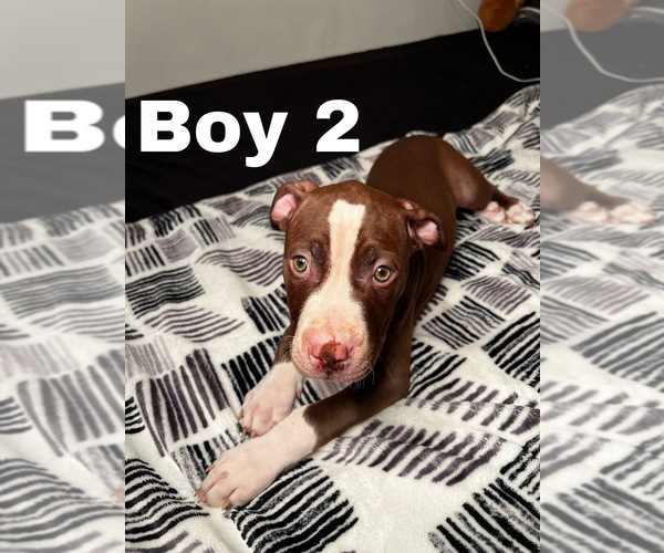 Medium Photo #15 American Pit Bull Terrier Puppy For Sale in CHICAGO, IL, USA