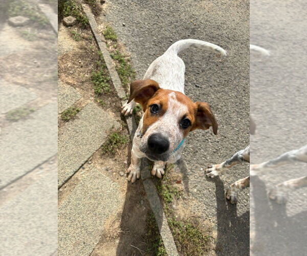 Medium Photo #2 Mutt Puppy For Sale in Brewster, NY, USA