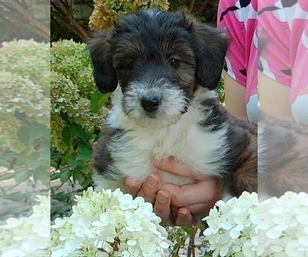 Medium Photo #2 Collie-Poodle (Miniature) Mix Puppy For Sale in PERU, IN, USA