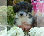 Small Photo #2 Collie-Poodle (Miniature) Mix Puppy For Sale in PERU, IN, USA