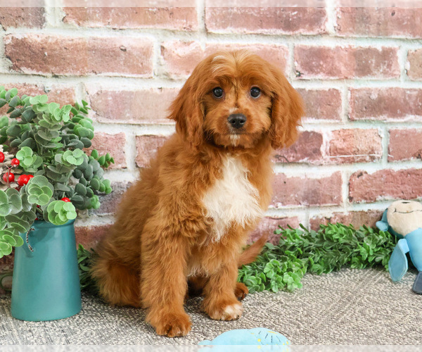 Medium Photo #8 Cavapoo (Miniature) Puppy For Sale in SYRACUSE, IN, USA