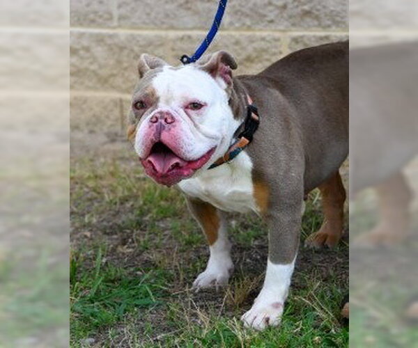 Medium Photo #2 Bulldog Puppy For Sale in Glen Allen, VA, USA