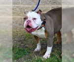Small #1 Bulldog
