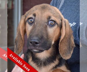 Basset Hound Dogs for adoption in Huntley, IL, USA