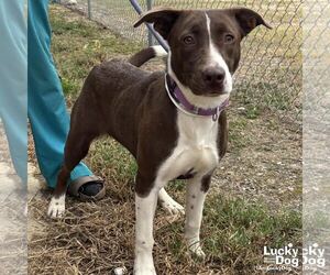 Medium Border Collie-Pointer Mix