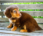 Small #4 Dachshund