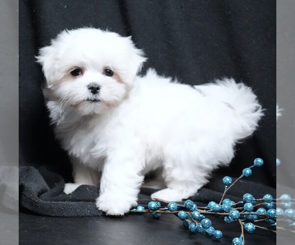 Medium Photo #3 Maltese Puppy For Sale in ROCK VALLEY, IA, USA