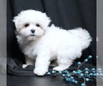 Small #2 Maltese