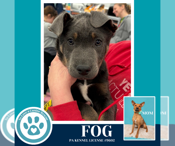 Medium Photo #8 Labrador Retriever-Unknown Mix Puppy For Sale in Kimberton, PA, USA